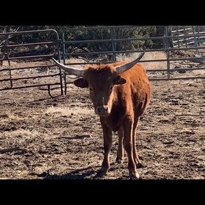 Meet your Posher, Charles